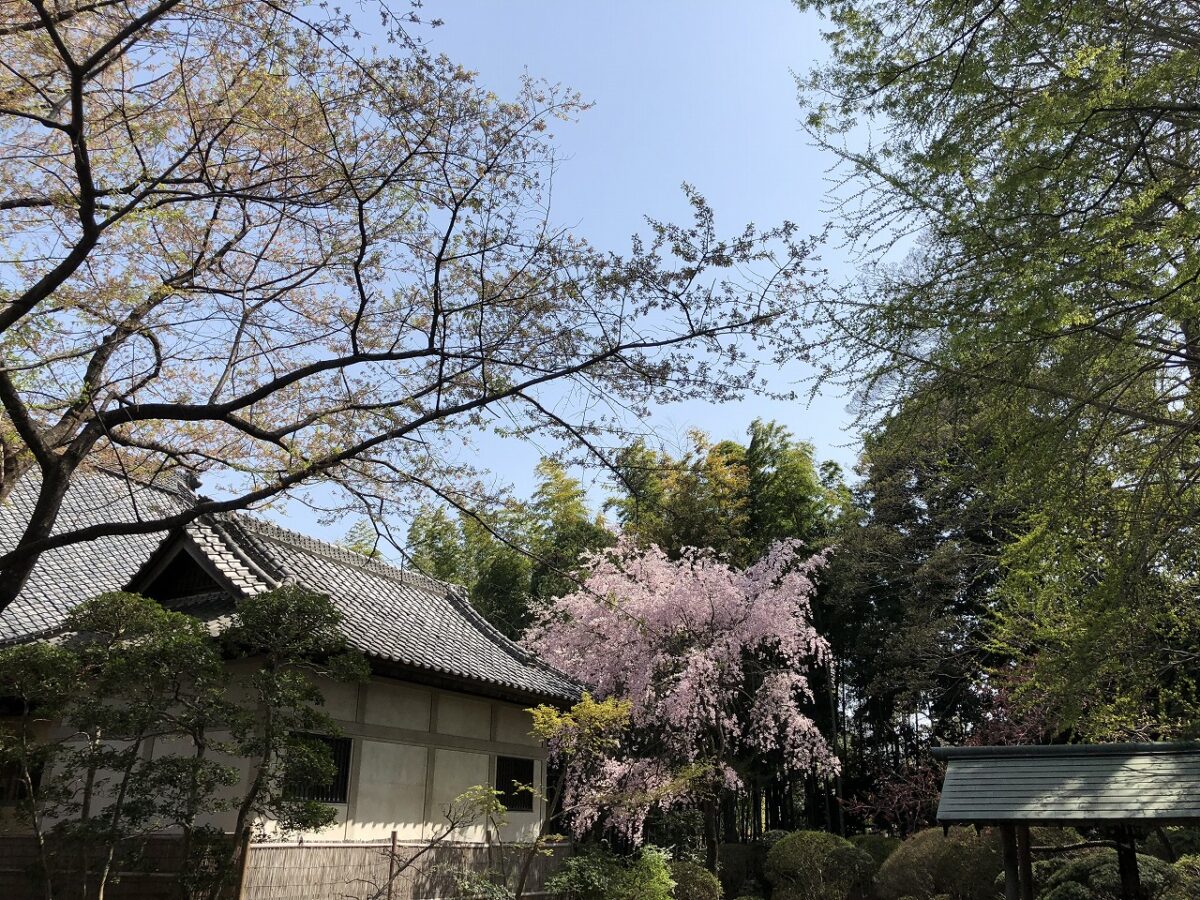 東京都心から1時間～春の小江戸川越を日帰り観光してみた～
